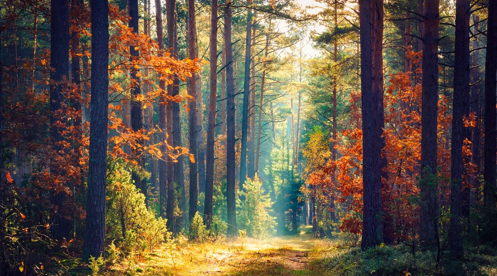 barevný podzimní les